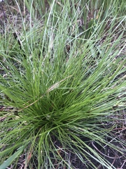 Carex breviculmis