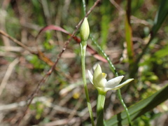 Thelymitra albiflora