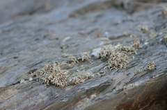 Ramalina siliquosa