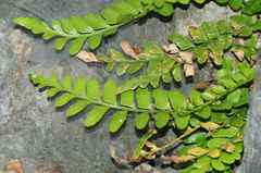 Asplenium marinum