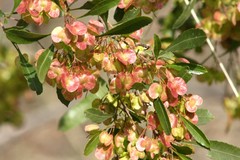 Dodonaea viscosa cuneata