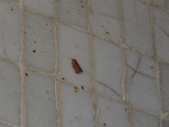 Homona