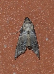 Abablemma bilineata
