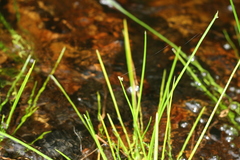 Isolepis striata