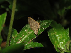 Idaea costiguttata