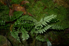 Austrogramme decipiens