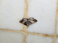 Pyralis pictalis
