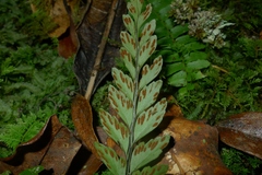 Austrogramme decipiens