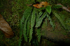 Prosaptia contigua