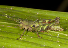 Bryophilacris cryptica