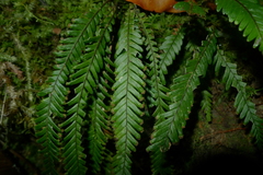 Prosaptia contigua
