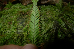 Prosaptia contigua