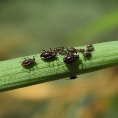 Neotoxoptera formosana