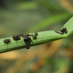 Neotoxoptera formosana