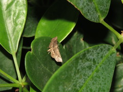 Throana pectinifer