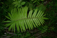 Strophocaulon unitum