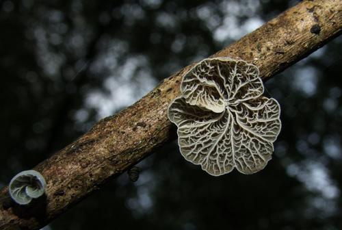 Tetrapyrgos olivaceonigra image