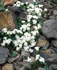 Veronica telephiifolia