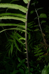 Strophocaulon unitum