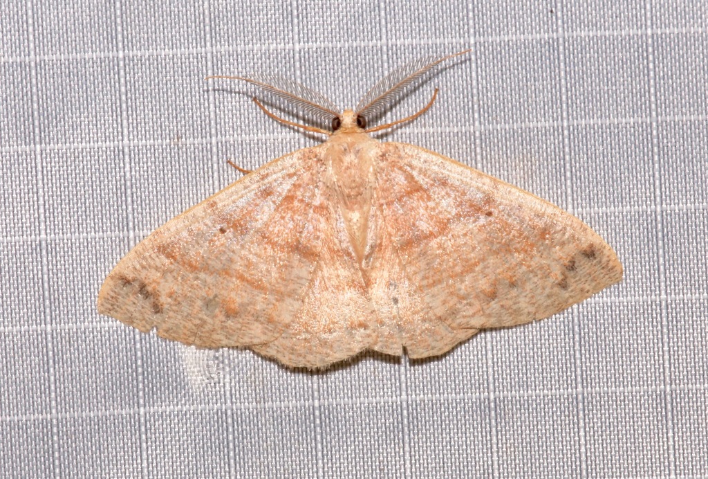 Pterospoda opuscularia