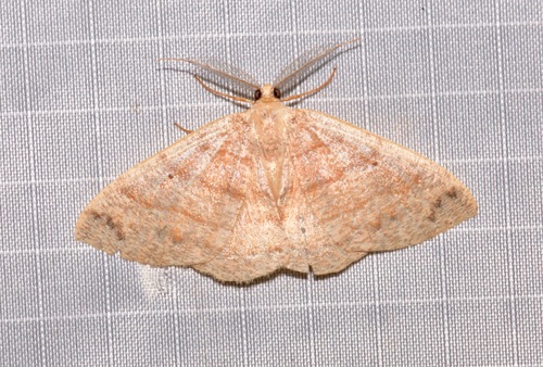 Pterospoda opuscularia