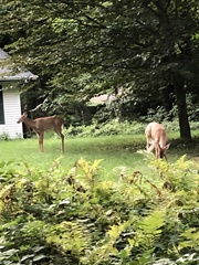 Odocoileus virginianus