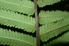 Strophocaulon unitum