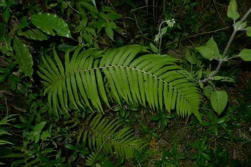 Reholttumia costata observed 2017-08-07