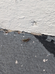 Acrididae