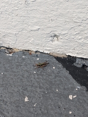 Acrididae