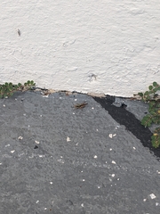 Acrididae