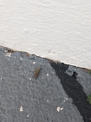 Acrididae