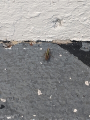 Acrididae