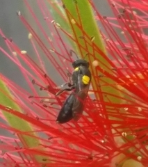 Amphylaeus obscuriceps