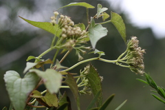 Mikania chenopodiifolia