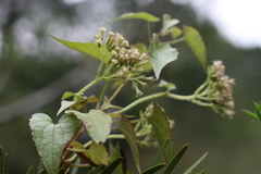 Mikania chenopodiifolia