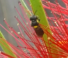 Amphylaeus obscuriceps