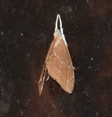 Glaphyria peremptalis