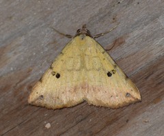 Hemeroplanis floccalis
