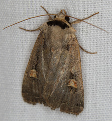 Adelphagrotis indeterminata