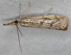 Agriphila biothanatalis