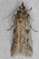 Amyelois transitella