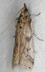 Amyelois transitella