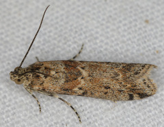 Ancylosis undulatella