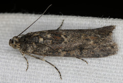 Ancylosis undulatella