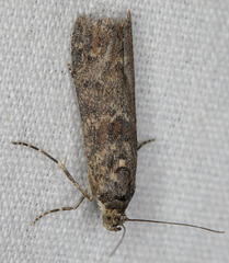 Ancylosis undulatella