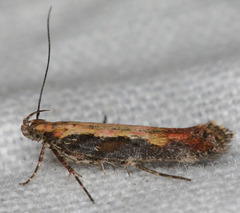 Aristotelia rhamnina