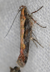 Aristotelia rhamnina