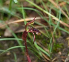 Chiloglottis curviclavia