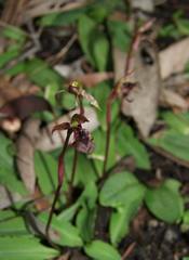 Chiloglottis curviclavia